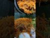 ?morattu singles Restaurant ? nawab restaurant in mayiladuthurai ? #food #foodreview #foodie